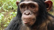 Uganda Chimpanzee
